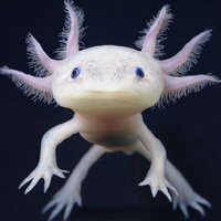 aksolotl