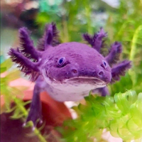 aksolotl